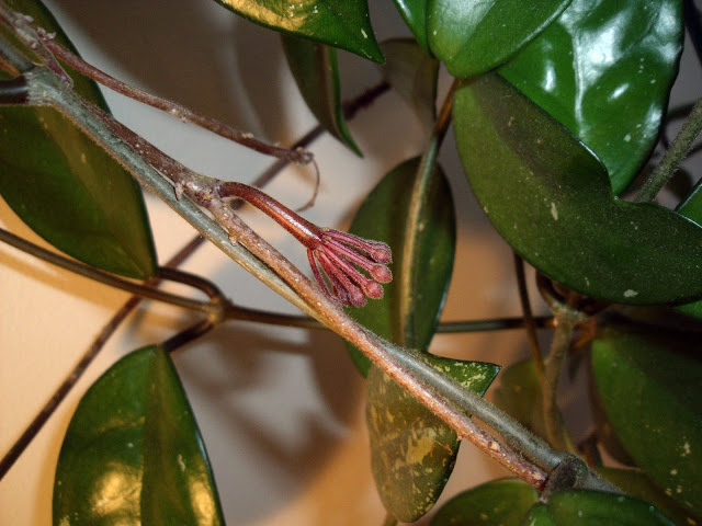 Tips for growing and caring for your hoya houseplant with closeup photos showing the blooming process as the tiny buds change and develop and become beautiful and fragrant flowers.