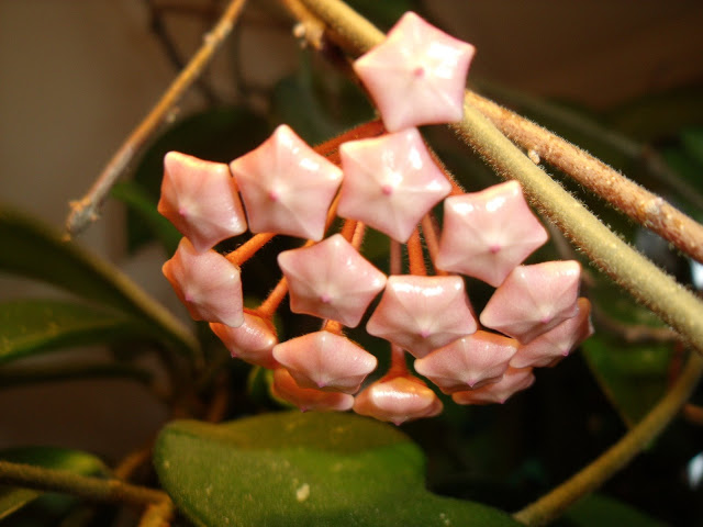 Tips for growing and caring for your hoya houseplant with closeup photos showing the blooming process as the tiny buds change and develop and become beautiful and fragrant flowers.