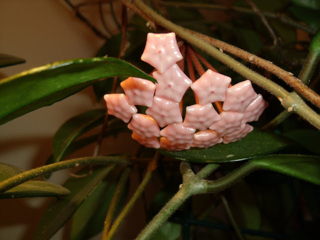 Tips for growing and caring for your hoya houseplant with closeup photos showing the blooming process as the tiny buds change and develop and become beautiful and fragrant flowers.