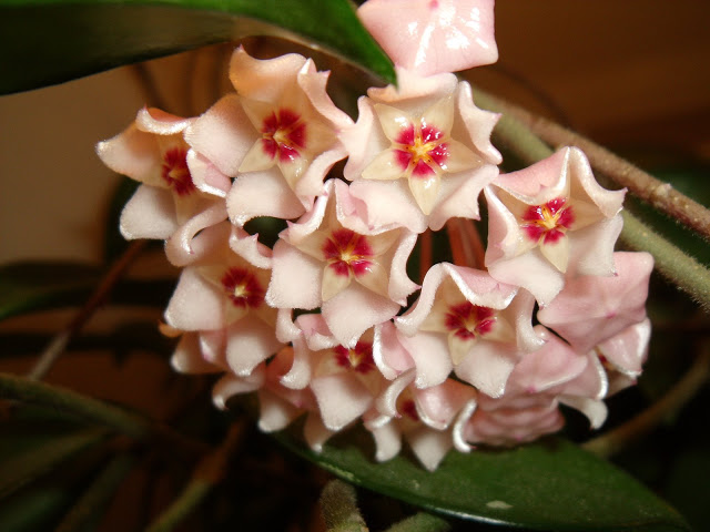 Tips for growing and caring for your hoya houseplant with closeup photos showing the blooming process as the tiny buds change and develop and become beautiful and fragrant flowers.