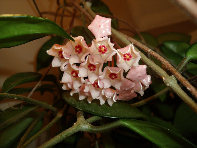 Tips for growing and caring for your hoya houseplant with closeup photos showing the blooming process as the tiny buds change and develop and become beautiful and fragrant flowers.