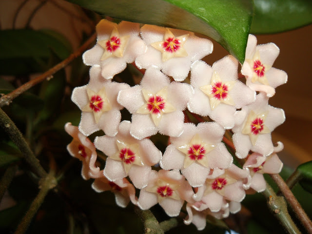 Tips for growing and caring for your hoya houseplant with closeup photos showing the blooming process as the tiny buds change and develop and become beautiful and fragrant flowers.