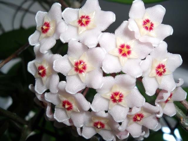 Tips for growing and caring for your hoya houseplant with closeup photos showing the blooming process as the tiny buds change and develop and become beautiful and fragrant flowers.