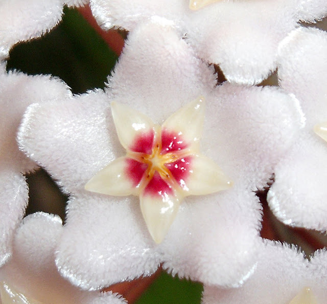 Tips for growing and caring for your hoya houseplant with closeup photos showing the blooming process as the tiny buds change and develop and become beautiful and fragrant flowers.