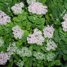 Grandmother’s Vintage Plant Sedum