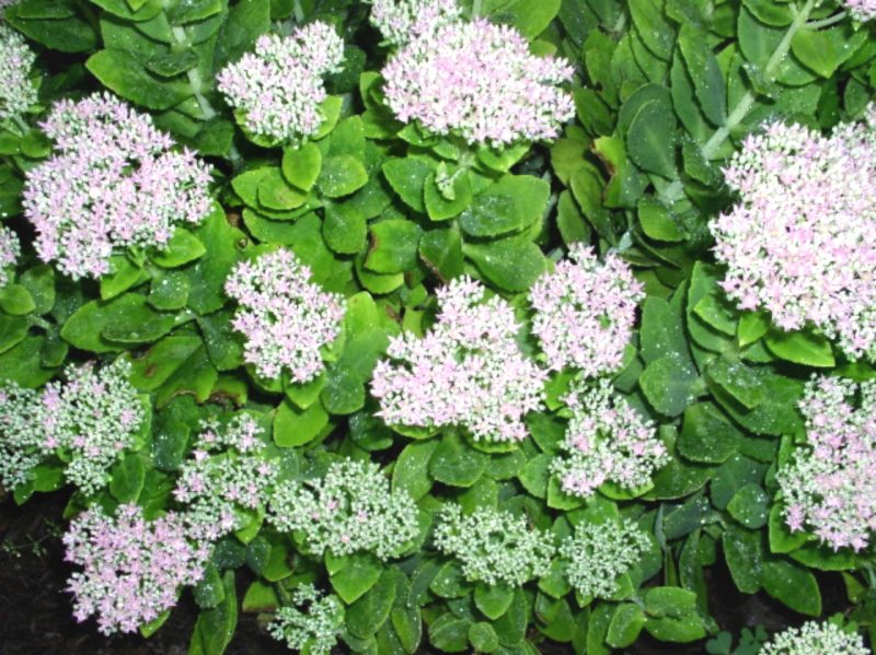 Vintage sedum plant planted in new 1950's suburb home