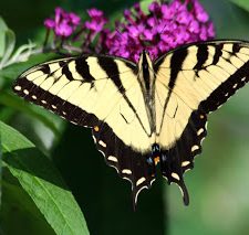 If You Grow It They Will Come – Buddleia Bush