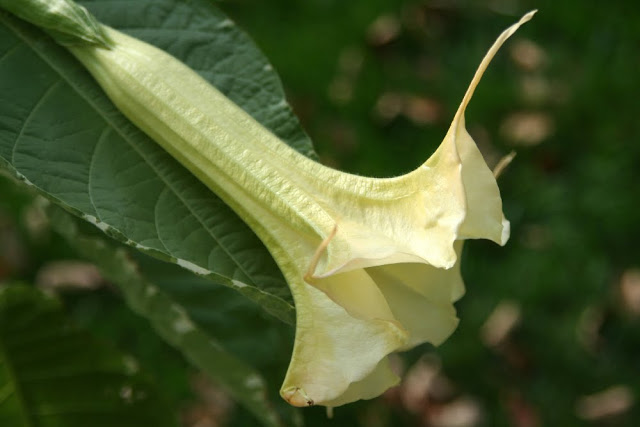 Tropical hanging trumpet-shaped flowers of Angel's Trumpet plant is fragrant and beautiful. But, be careful as all of the parts of the plant are poisonous.