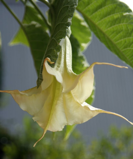 Tropical hanging trumpet-shaped flowers of Angel's Trumpet plant is fragrant and beautiful. But, be careful as all of the parts of the plant are poisonous.