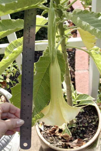 Tropical hanging trumpet-shaped flowers of Angel's Trumpet plant is fragrant and beautiful. But, be careful as all of the parts of the plant are poisonous.