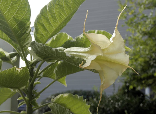 Tropical hanging trumpet-shaped flowers of Angel's Trumpet plant is fragrant and beautiful. But, be careful as all of the parts of the plant are poisonous.