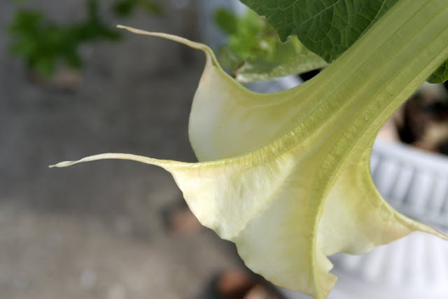 Tropical hanging trumpet-shaped flowers of Angel's Trumpet plant is fragrant and beautiful. But, be careful as all of the parts of the plant are poisonous.