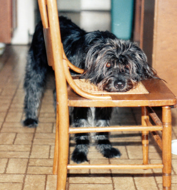 I've been told, you only get a dog like Scotty once in a lifetime. Our mutt from the animal orphanage was a very sweet dog.