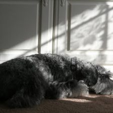 Shadow Shot Sunday ~ A Snooze in A Sunbeam