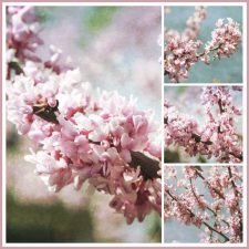 Springtime with Grandchildren and Beautiful Blooming Eastern Redbud Tree