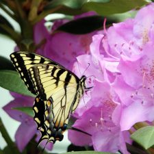 Yellow Swallowtail Butterfly on Rhododendron Flower