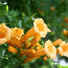 Trumpet Vine and Hummingbirds