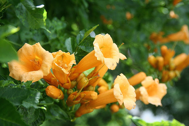 Trumpet Vine and Hummingbirds. Where are the Hummers? We saw the first visitor to the feeder in mid-May but none lately. Years ago we began planting every bush and plant that was known to attract humming birds to our yard. This trumpet vine has grown quite large and is a beacon to these fascinating birds.