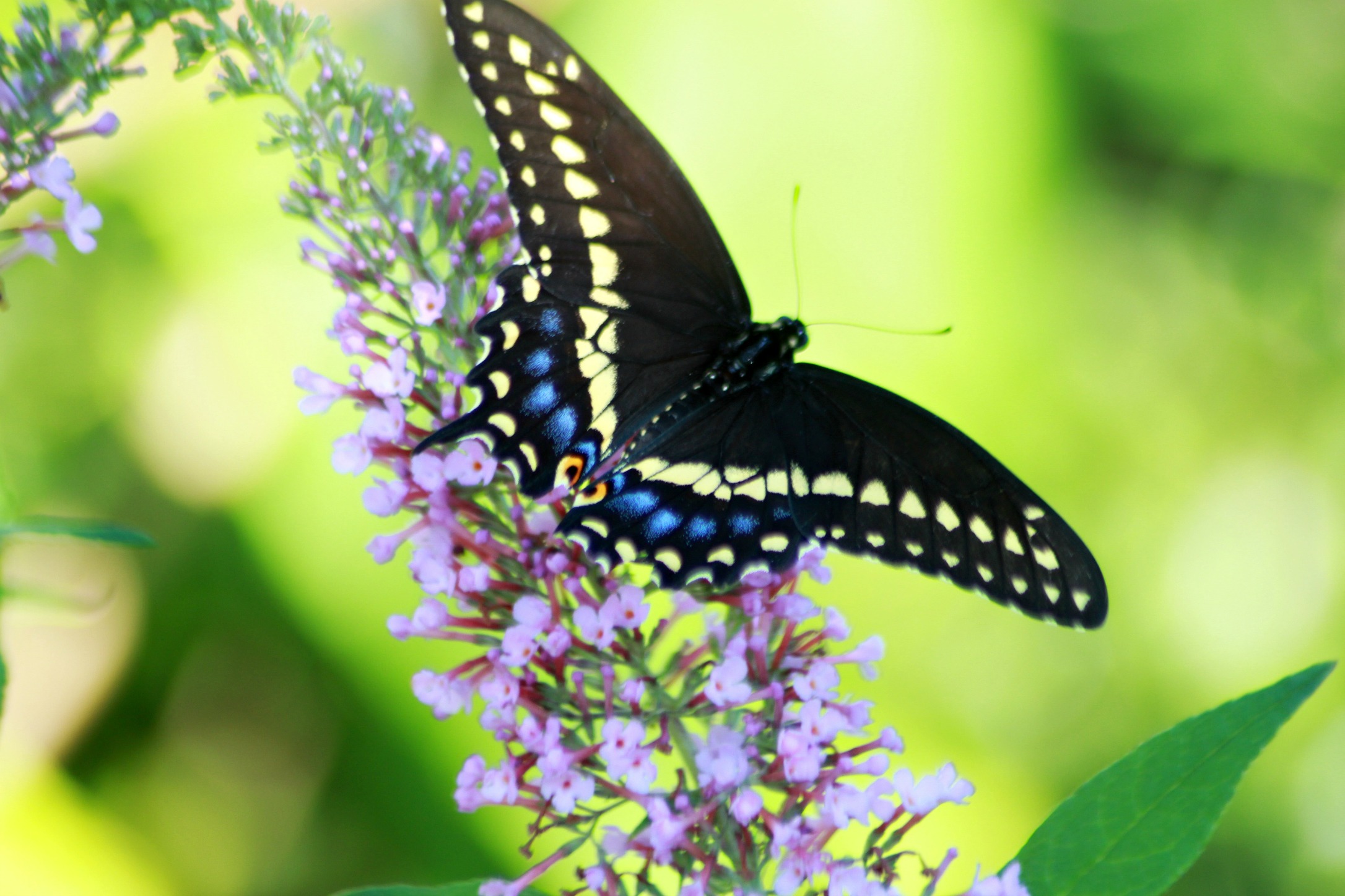 Black swallowtail butterfly