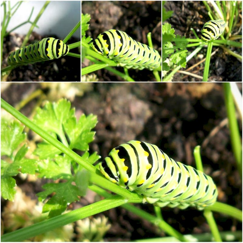 Black swallowtail caterpillars on parsley plant