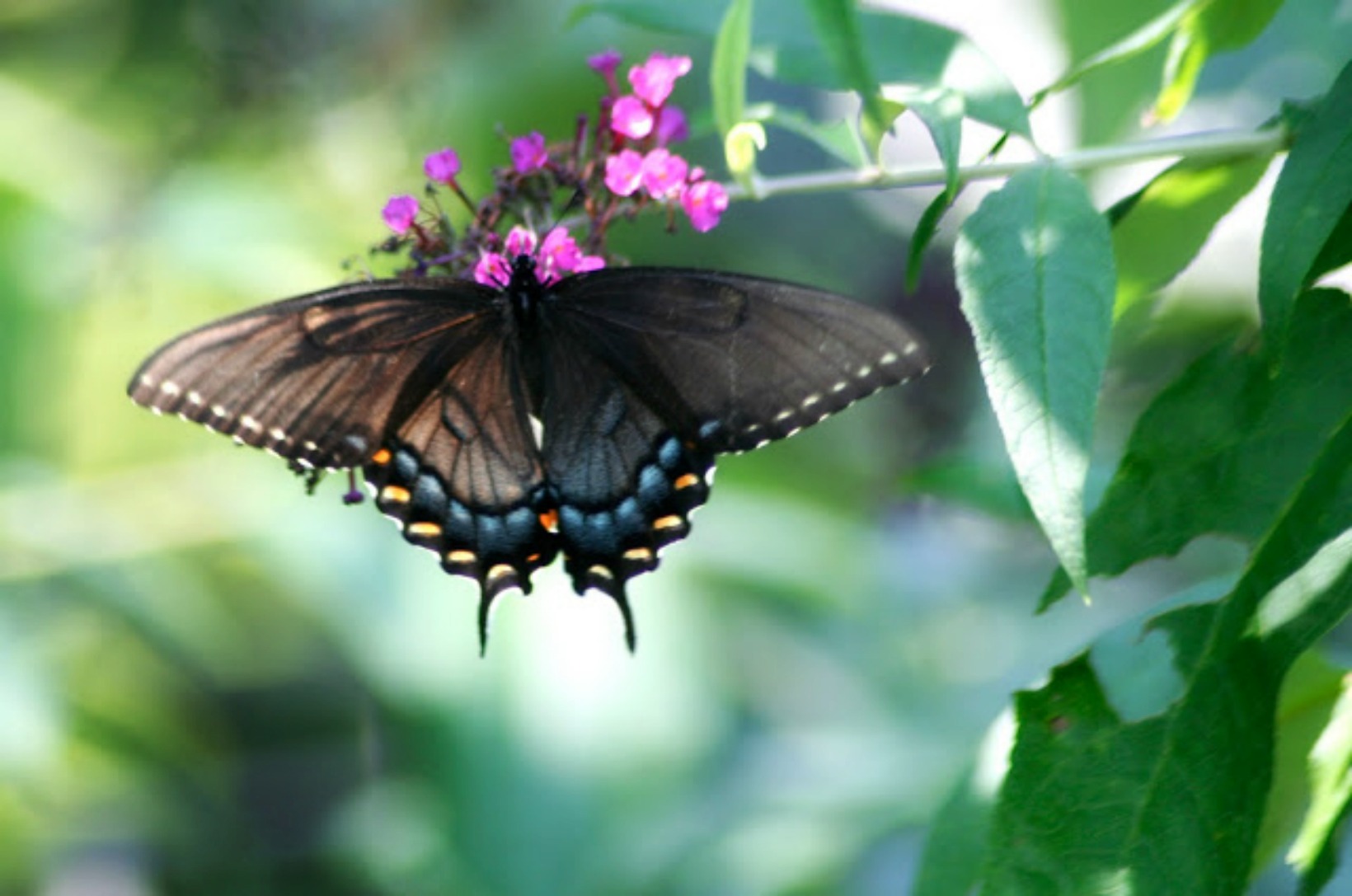 black swallowtail on buddleia plant