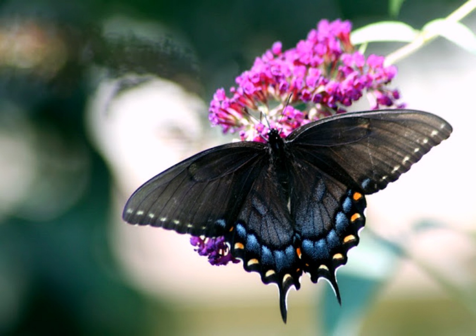 black swallowtail on buddleia plant