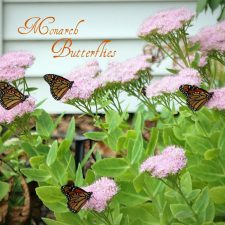 Monarch Butterflies