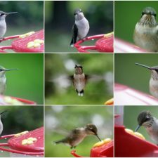 hummingbirds