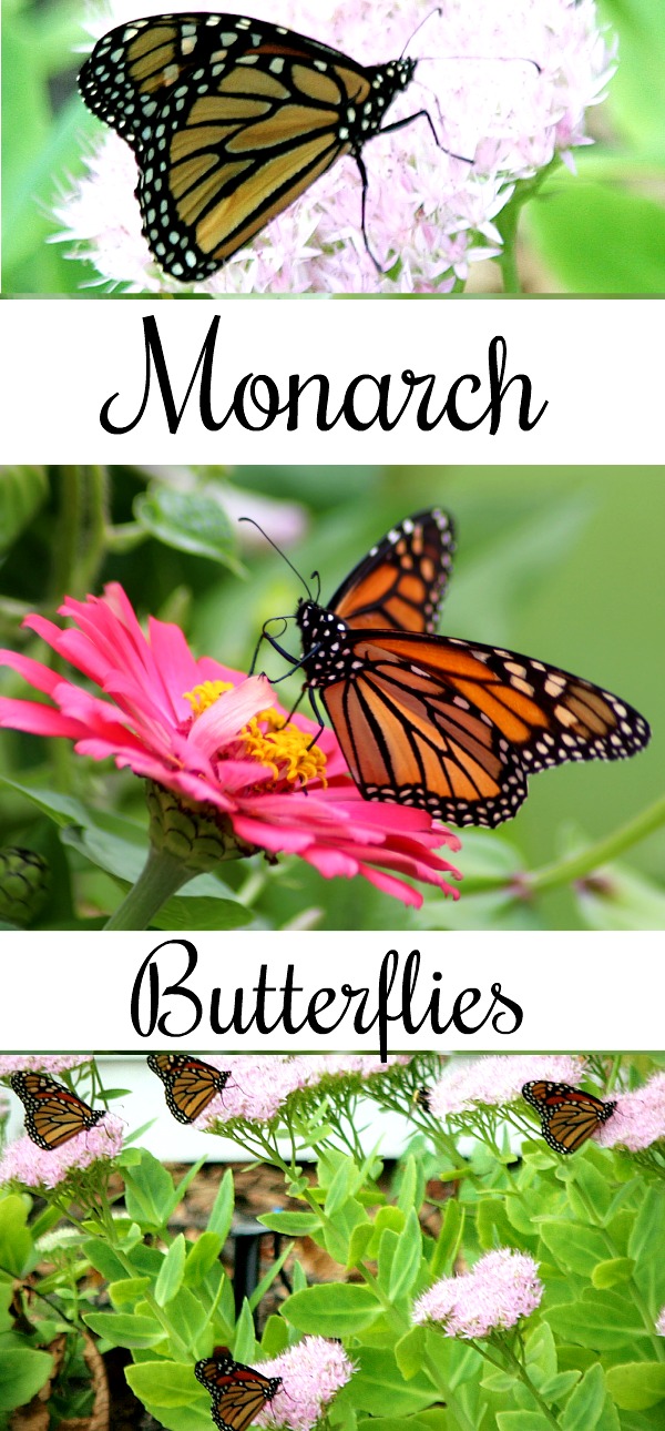 Monarch butterflies visit blooming perennial sedum plant, fueling up before their annual journey, flying thousands of miles to overwintering in Mexico.