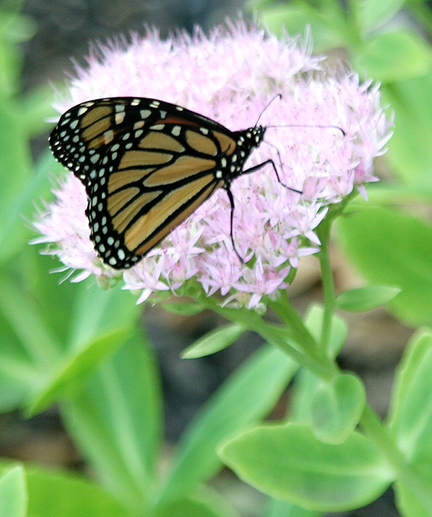 Monarch butterflies visit blooming perennial sedum plant, fueling up before their annual journey, flying thousands of miles to overwintering in Mexico.