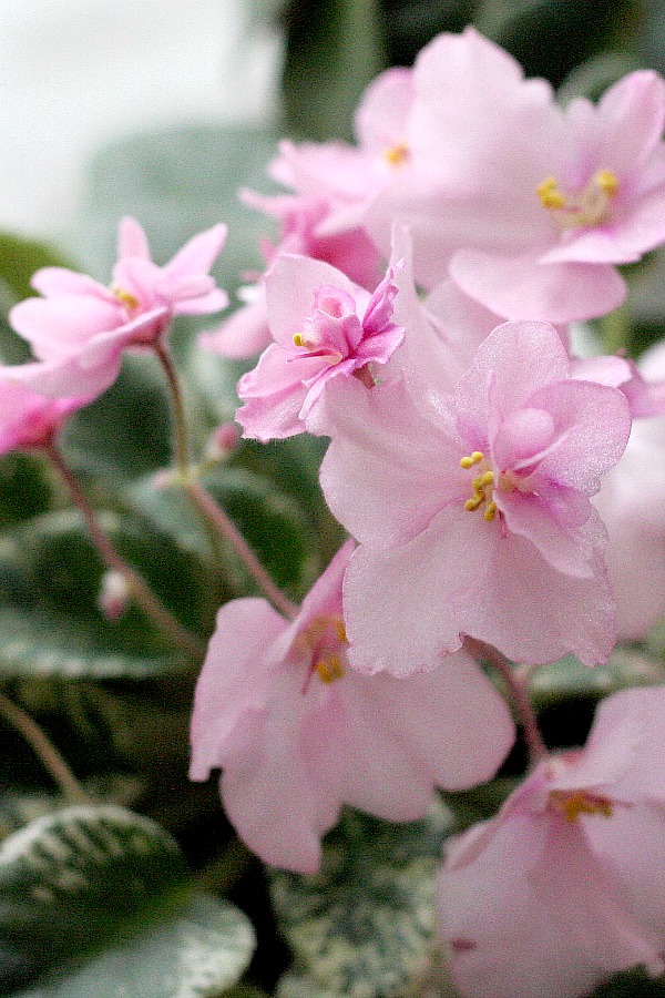 I fell in love with African violets the first time I bought one. They flower freely in a place that receives bright light producing flowers ranging from white, pink, lavender and purple. 