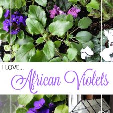 African Violets