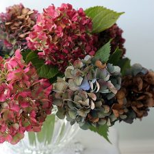 Hydrangea Blossoms