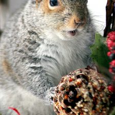 Squirrel on Bird Feeder