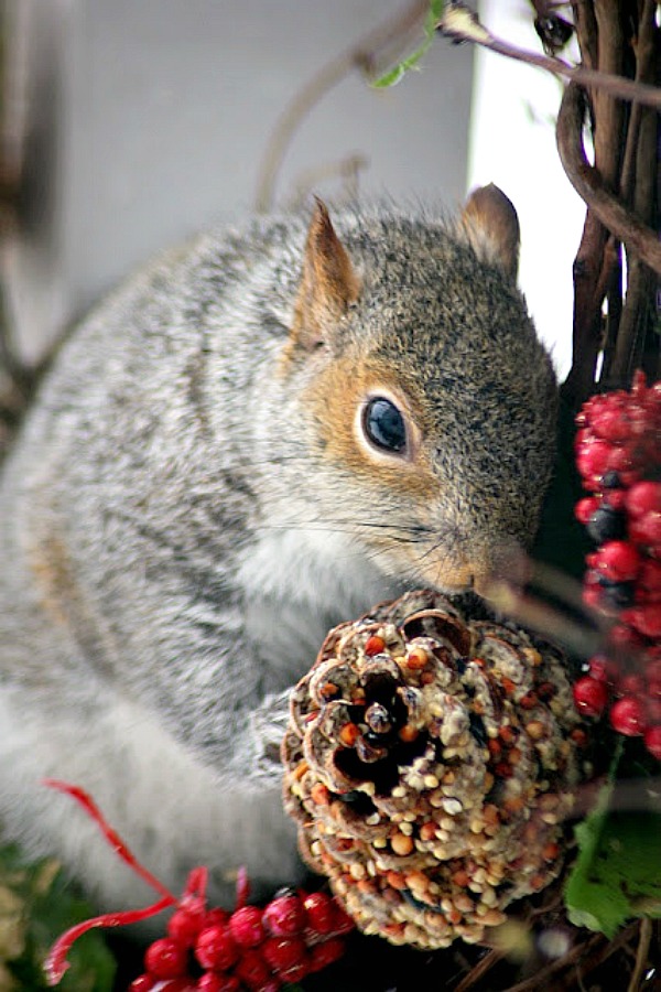 Cute but so annoying to have a squirrel invading the bird feeder, devouring all the seed in a blink of an eye. Still, how cute are their antics!