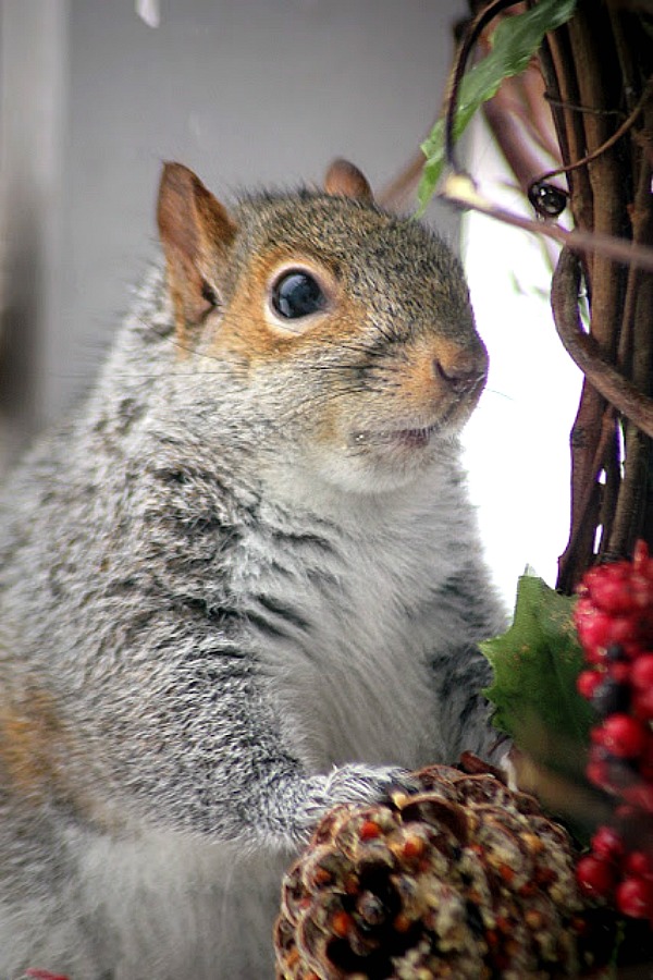 Cute but so annoying to have a squirrel invading the bird feeder, devouring all the seed in a blink of an eye. Still, how cute are their antics!