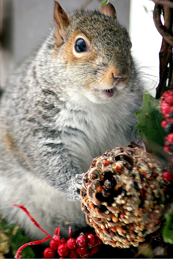 Cute but so annoying to have a squirrel invading the bird feeder, devouring all the seed in a blink of an eye. Still, how cute are their antics!