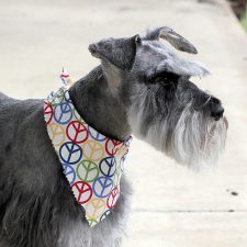 Polka Dot Puppy