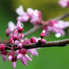 Raindrops on Redbuds