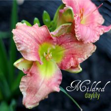 Mildred Daylily