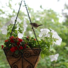 Nesting Wrens