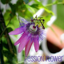 Passion Flower