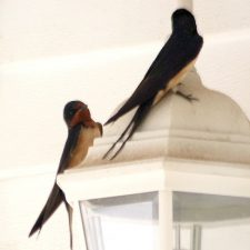 Barn Swallows