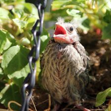 Homely Baby Bird