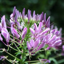 Cleome