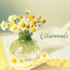 Chamomile