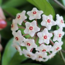 Blooming Hoya