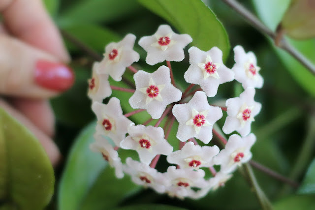 blooming hoya houseplant