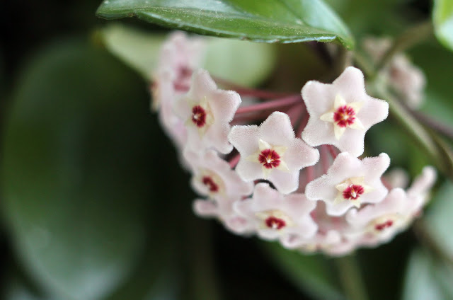 blooming hoya houseplant