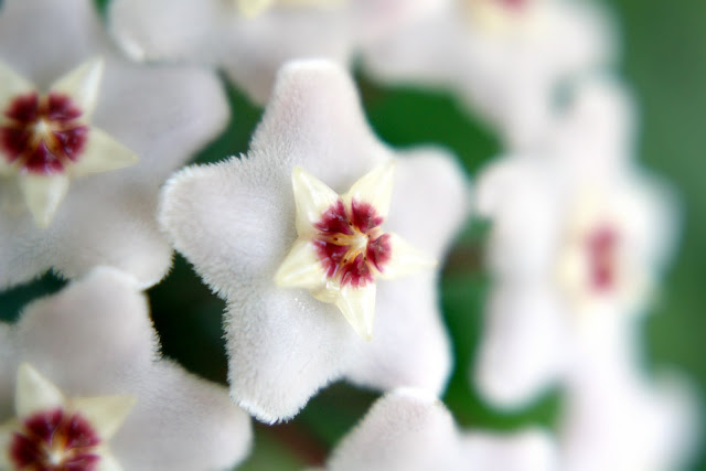 pretty hoya flowers